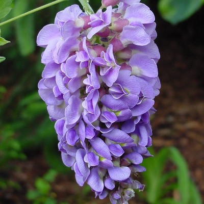 Van Zyverden 4" Wisteria Amethyst Falls Potted Rocketliners