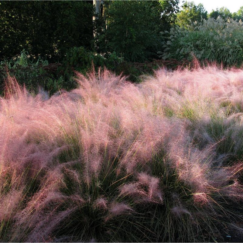 Van Zyverden Ornamental Grass Pink Muhly Dormant Potted Plant, 2 of 7
