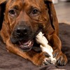 Pet Factory Made in USA Beefhide Braided Sticks - 3 of 3
