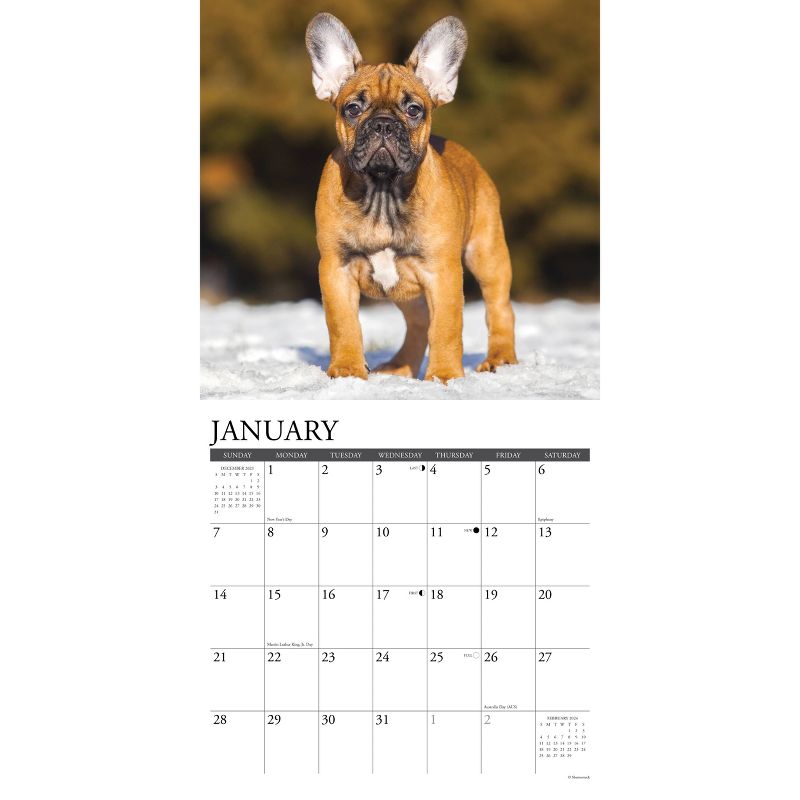 Willow Creek Press 2024 Wall Calendar 12&#34;x12&#34; Just French Bulldog Puppies, 3 of 4