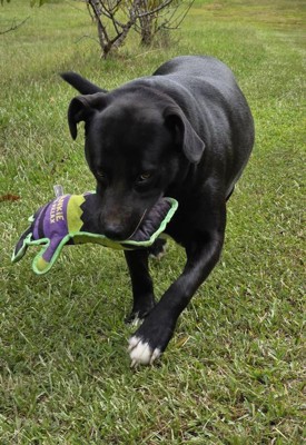 Guest review image 2 of 4, zoom in