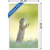 Trends International The Comedy Wildlife Photography Awards: Perdita Petzl - Conducting Framed Wall Poster Prints - 3 of 4