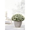 Ecopots Antwerp Durable Modern Round Indoor/Outdoor Recycled-Based Composite Flower Pot Planter - 4 of 4