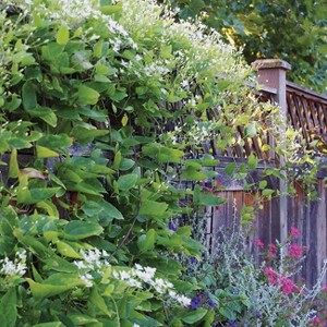 Van Zyverden 20" Clematis Sweet Autumn 4" Potted Rocketliners Clematis - 1 of 4