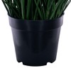 Green Tufted Hairgrass Potted UV - 2 of 2