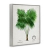 Stupell Industries Vintage Fan Palm Plant Framed Giclee Art - 2 of 4