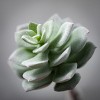 4.75"H Sullivans Compact Echeveria Finger Plant, Green - 2 of 2