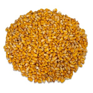 JCs Wildlife Critter Corn - Loose Shelled Corn for Wildlife 40 lbs - Grown in Southern Indiana - Dried Feed Corn for Squirrels, Deer, Turkeys, Ducks, - 1 of 4