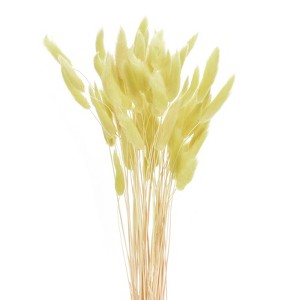 Unique Bargains Natural Dried Floral Bunny Tail Artificial Plants 60 Pcs - 1 of 4