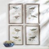Plum & Post Coastal Birds Study Set of 4 - 3 of 3