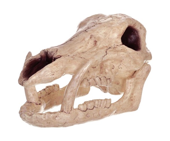 Halloween Skeleton Boar Head