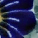 forget me not
