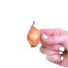 Van Zyverden 25ct Allium White Bulbs - 4 of 4