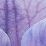 white, ombre purple