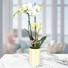 Green Circle Growers 5" White Orchid Houseplant White and Yellow Ceramic Planter - 3 of 4