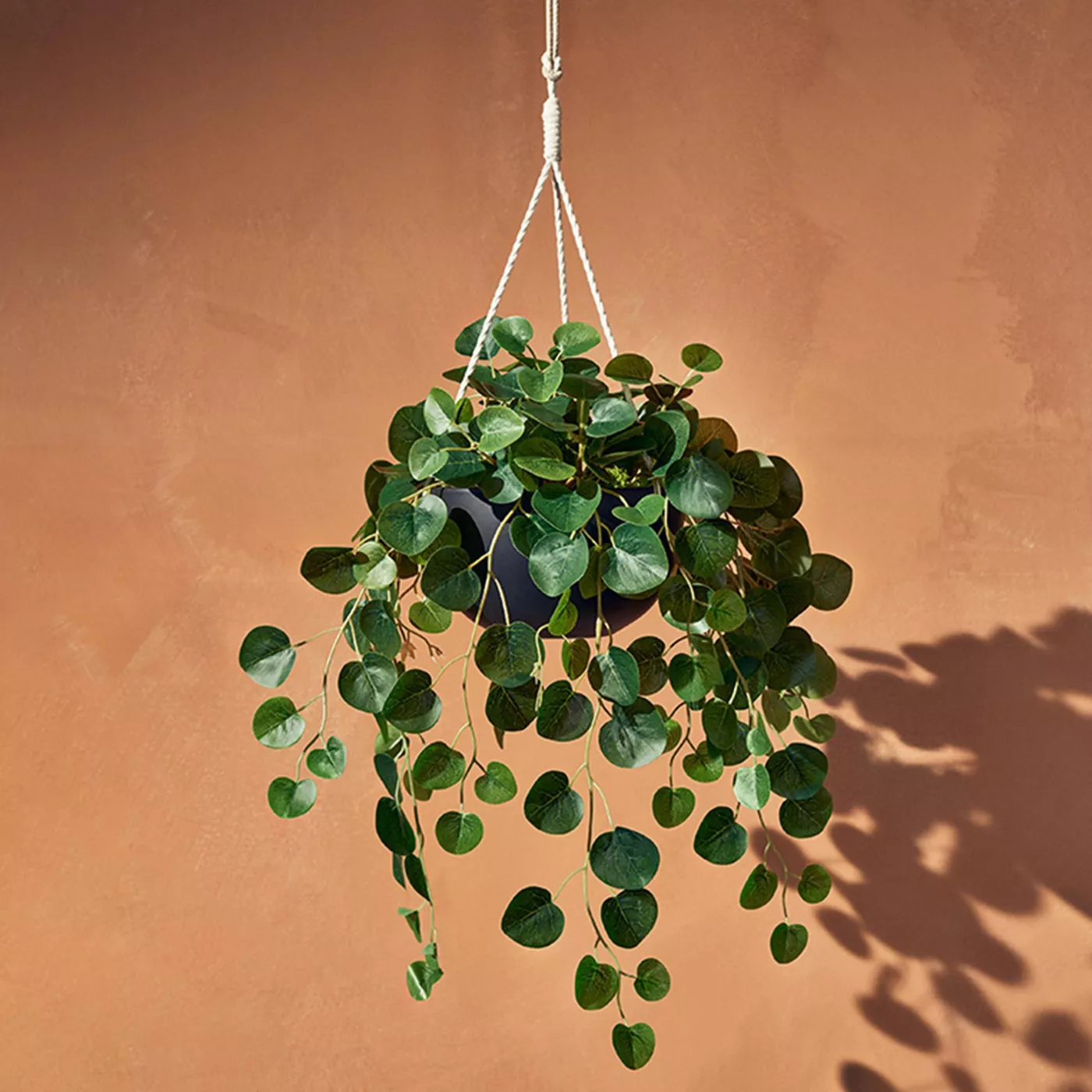 24" x 14" Faux String of Hearts Plant in Ceramic Pot Black - Hilton Carter for Target - image 4 of 5