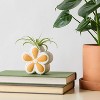 Live Houseplant with Florets Pot Orange - Good Little Garden™ - 4 of 4