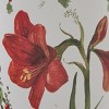 Park Designs Celebrate The Season Mug Set of 4 - 4 of 4