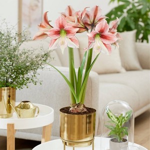 Amaryllis Glee Preplanted Bulb with Brass Finish Iron Planter and Stand - Van Zyverden - 1 of 4