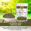 Plantain Leaf cut and sifted (16 Oz) - 2 of 4