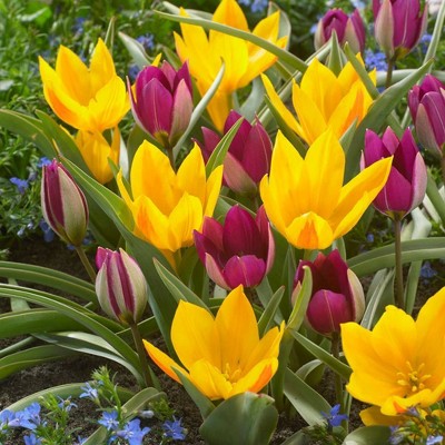 Set of 15 Tulip Specie Naturalizing Blend Bulbs - Van Zyverden