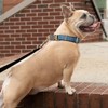 Country Brook Petz Signature Dog Collar Collection - 3 of 4