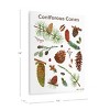Kaplan Early Learning Coniferous Cones Giclee 18" x 24" Wall Print - 4 of 4