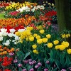Van Zyverden 12ct Tulip Multicolored Bulbs - 3 of 4