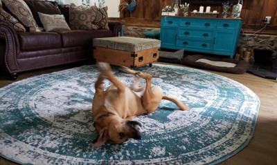 Guest review image 1 of 1, zoom in