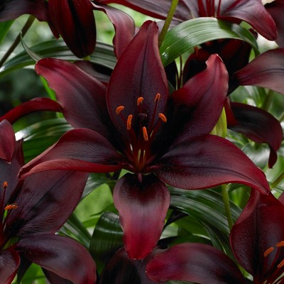 Lilies Day & Night Collection Set of 12 bulbs - White/Black - Van Zyverden