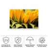 Trademark Fine Art - Mick Agterberg Close Up Details Of A Helianthus Matted Framed Art - 4 of 4