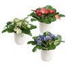 Uttermost Trilogy Primrose Accents Potted in Dimpled White Ceramic Set of 3 - 3 of 4