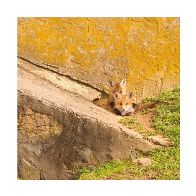 24" x 24" Aledanda 'Fox Cubs II' Unframed Canvas Art - Trademark Fine Art