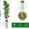 Artificial Fiddle Leaf Fig Tree with Planter, 6Ft Tall Fake Tree with Natural Wood Trunk for Home Decor, Faux Ficus Tree Fake Moss for Home Office - 2 of 4