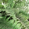 Floral Home 82" Boston Fern with 77 Lifelike Fronds - 2-Piece - 3 of 4