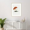 Amanti Art Hand Drawn Rufous Milkcap Mushroom by Biodiversity Heritage Library Wood Framed Wall Art - 4 of 4