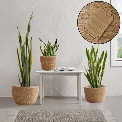 Natural Handwoven Seagrass Round Planter Baskets with Liners
