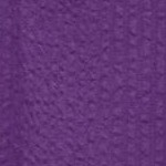 purple orchid