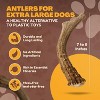 WhiteTail Naturals Extra Large Deer Antler Chew for Aggressive Large Dogs – Durable, Natural Long-Lasting Bone – Single Pack - 3 of 4
