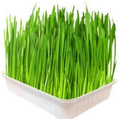 Penn-Plax Home-Grown Greens for Pets - Grow Your own Wheatgrass in 4-6 Days