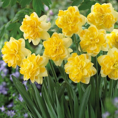 Set of 12 Daffodils Bulbs Sweet Pomponette - Van Zyverden