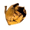 Vickerman Cacho Pods, Dried - 2 of 4