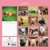 2026 Square Wall Calendar, Piggies, 16-Month Animals Theme with 180 Reminder Stickers (12x12 In) - 4 of 4
