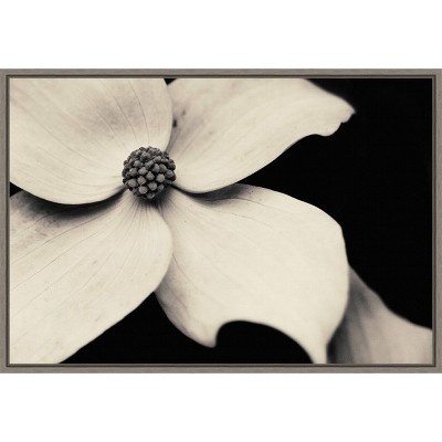 23" x 16" Dogwood Flower by Gary Horsfall Framed Canvas Wall Art - Amanti Art