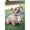 Country Brook Petz Premium Dog Collar - Americana Collection - 3 of 4