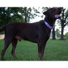 Country Brook Petz Heavy Duty Nylon Martingale Dog Collar with Deluxe Buckle - 30+ Vibrant Color Options - 3 of 4