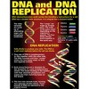 McDonald Publishing DNA & Heredity Posters, Set of 4 - 4 of 4