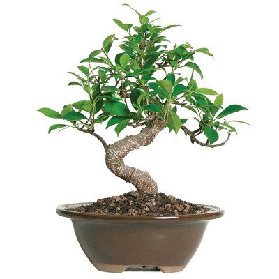 Small Golden Gate Ficus Indoor Live Houseplant - Brussel's Bonsai