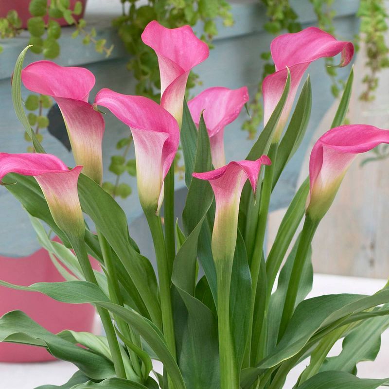 Van Zyverden 28&#34; Patio Pink Calla with Pink Metal Planter, Soil, and Growers Pot Calla Lily, 2 of 5
