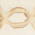 ivory/camel